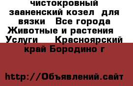 чистокровный зааненский козел  для вязки - Все города Животные и растения » Услуги   . Красноярский край,Бородино г.